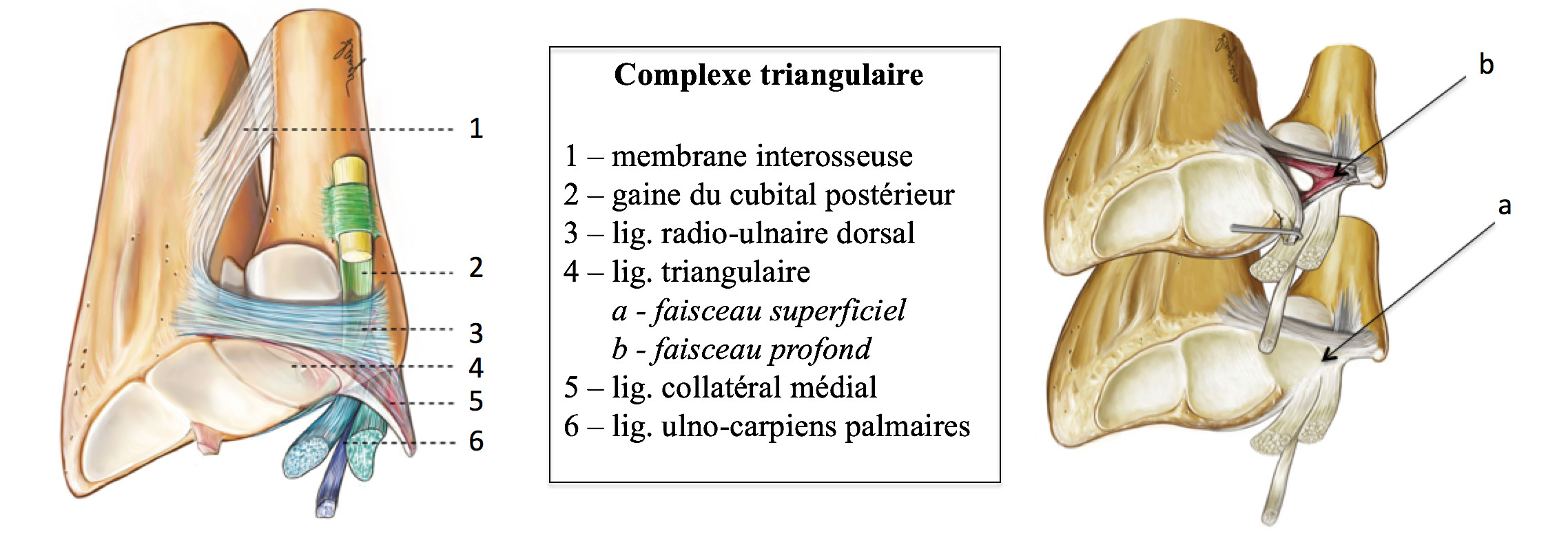 Complexe triangulaire du carpe