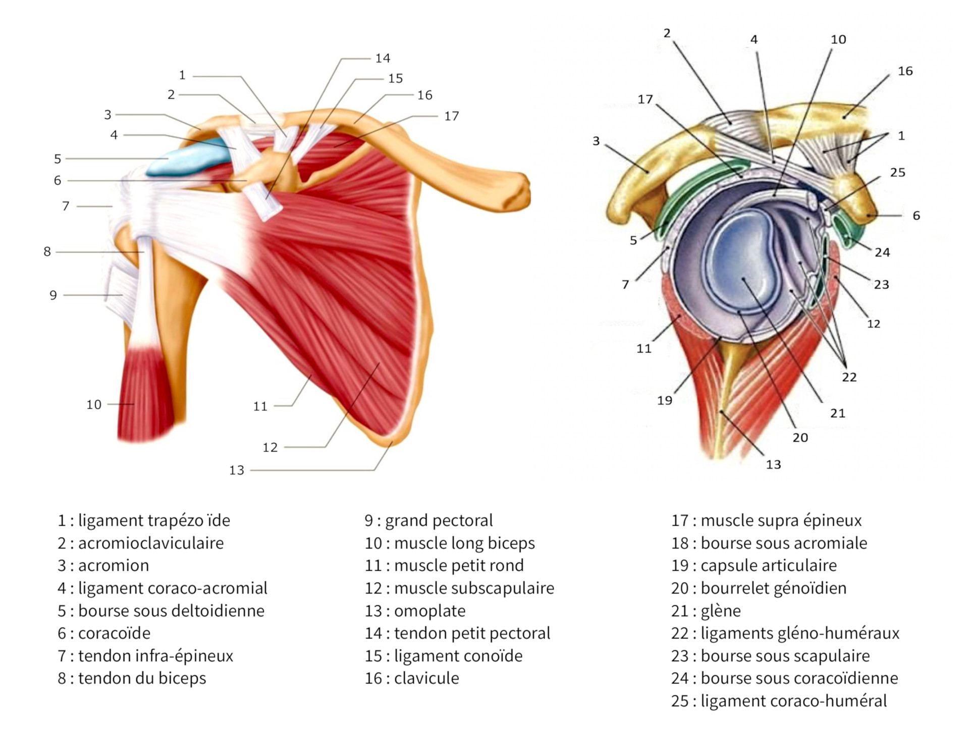 Pathologie de la coiffe des rotateurs, docteurs Bourgade et Tavernier